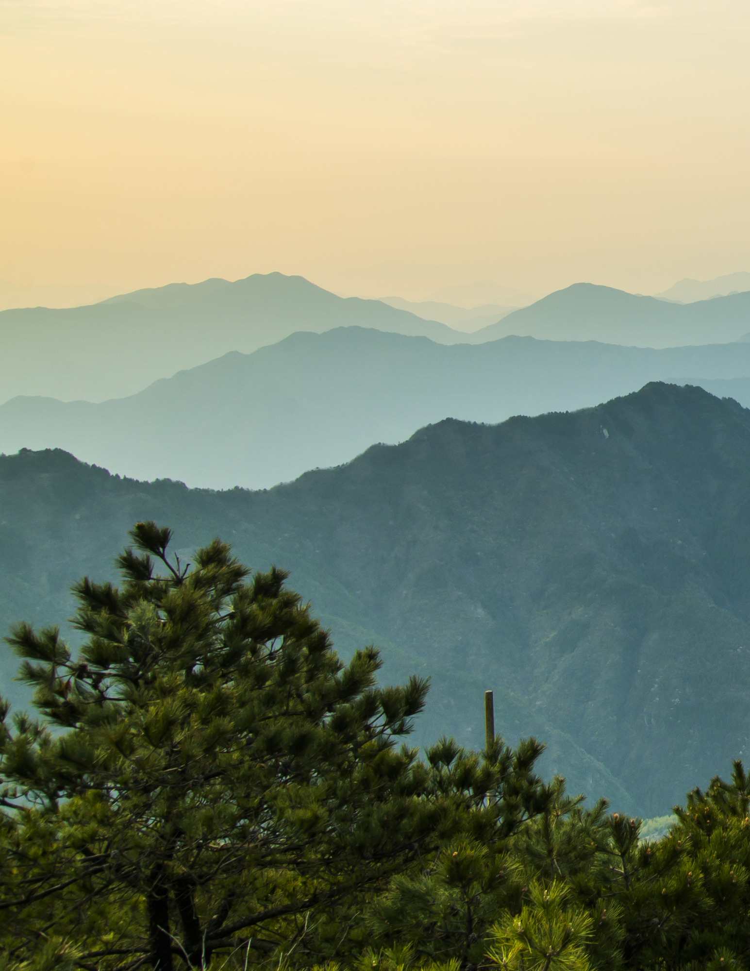 Pine trees in front of mountains and a pale yellow sky.