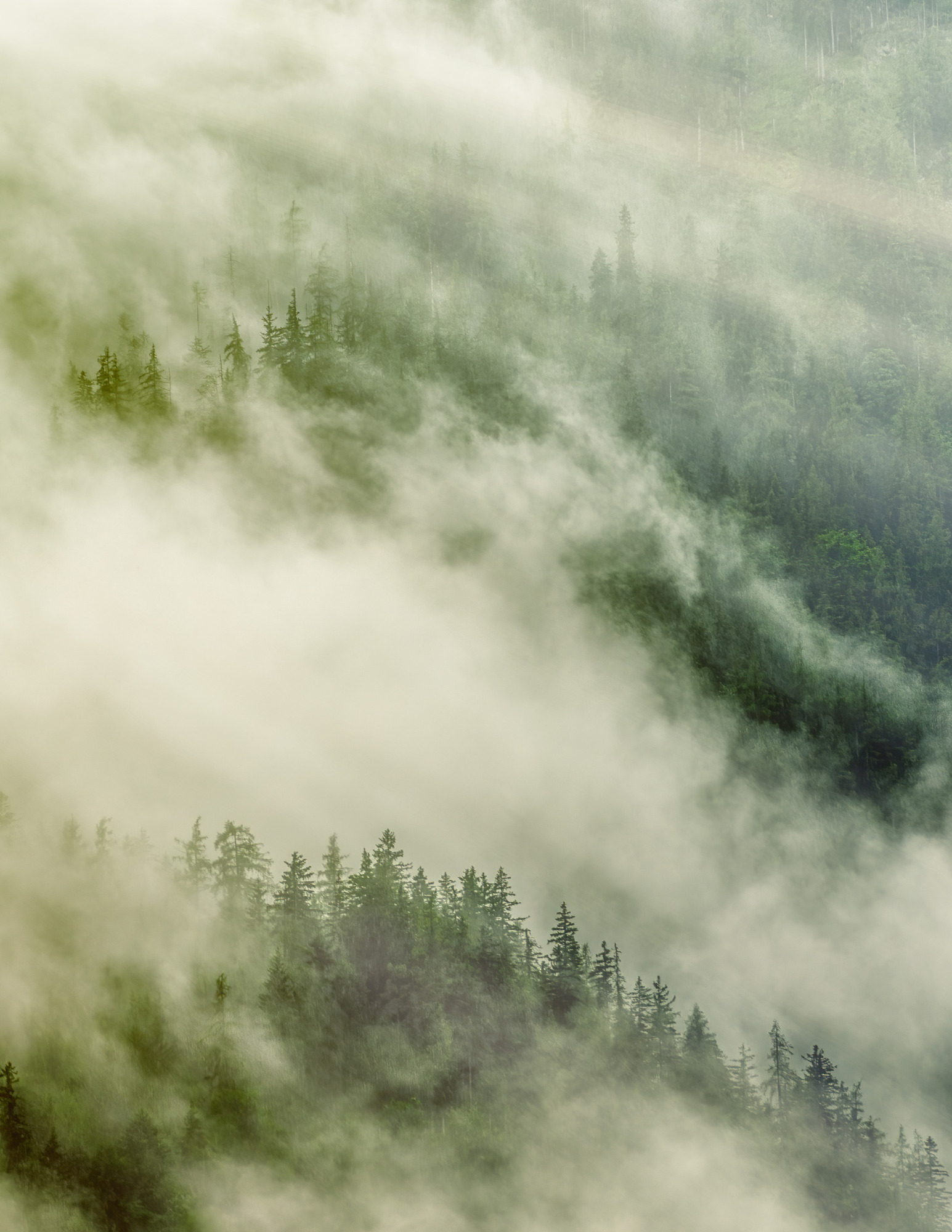 Fog rolling over mountains covered in pine trees.