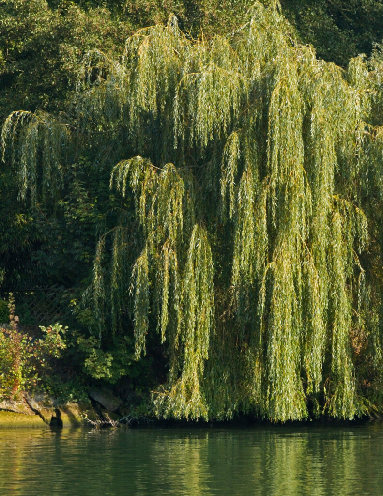 A weeping willow next to a body of water.