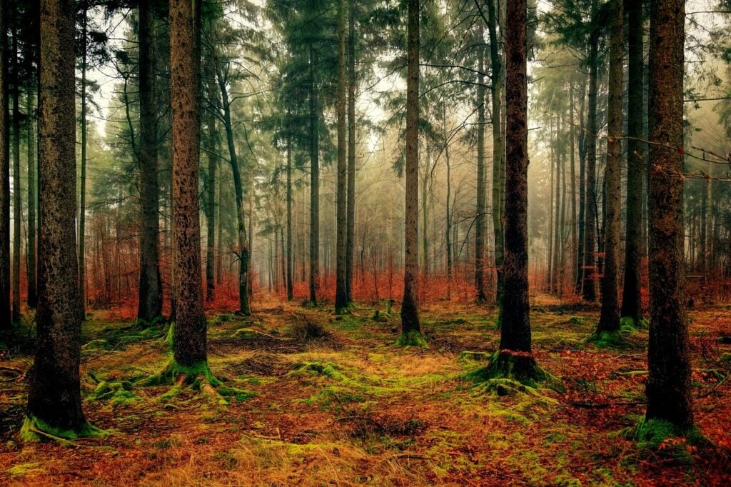 wood tree nature landscape forest