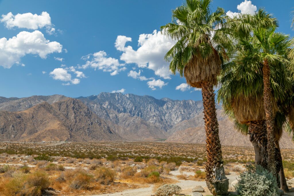 Beautiful desert view in Palm Springs with palm trees and mountains under a blue sky.