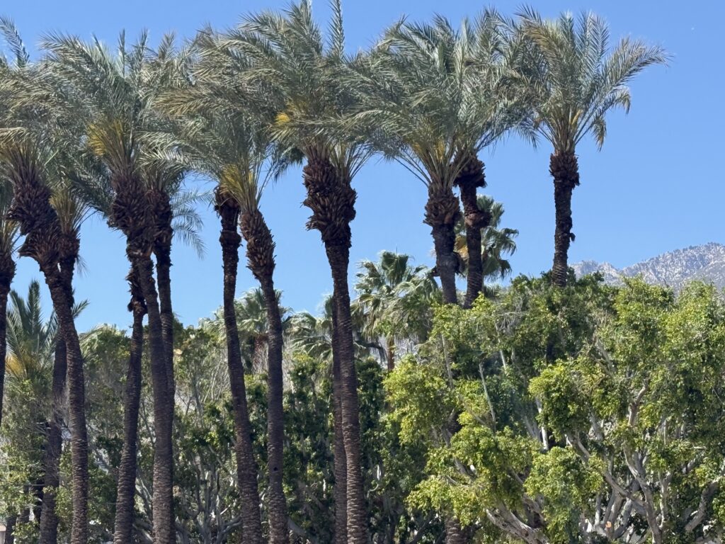 Palms and trees and the blue sky