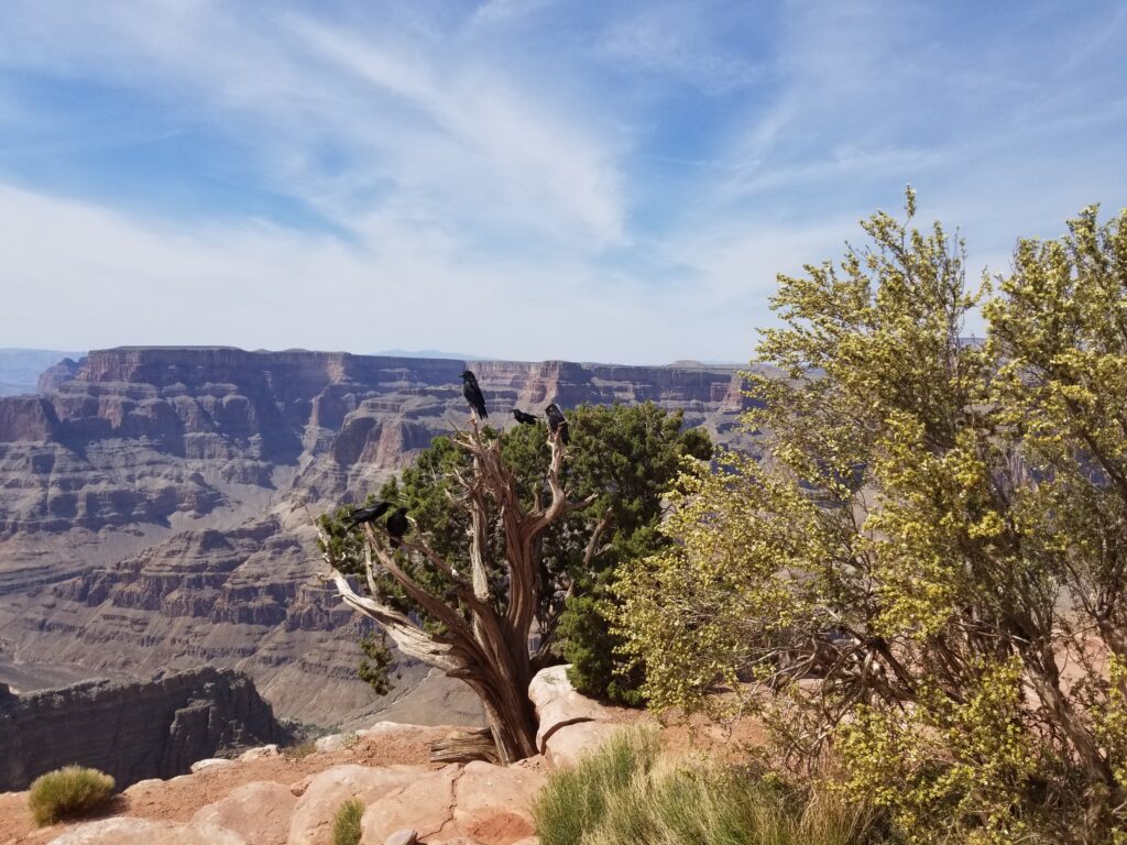 A desert canyon with shrubs along the rock formations.