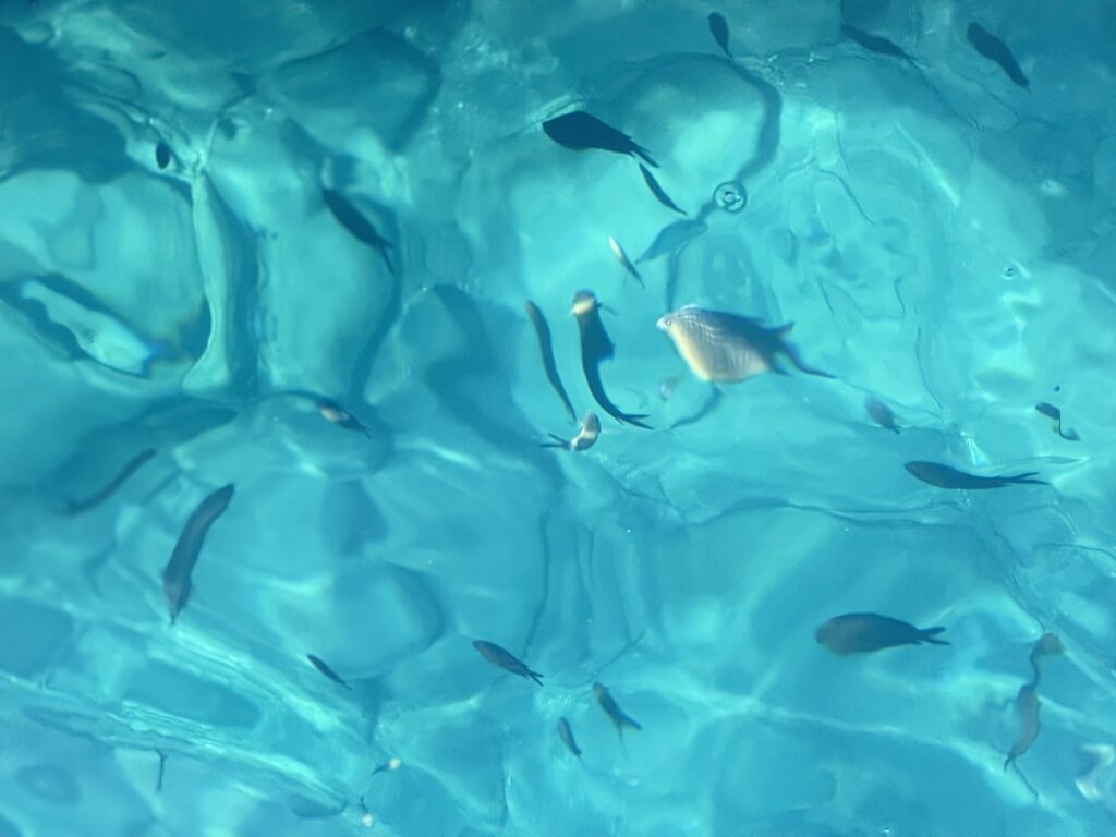 Turquoise water drifting fish