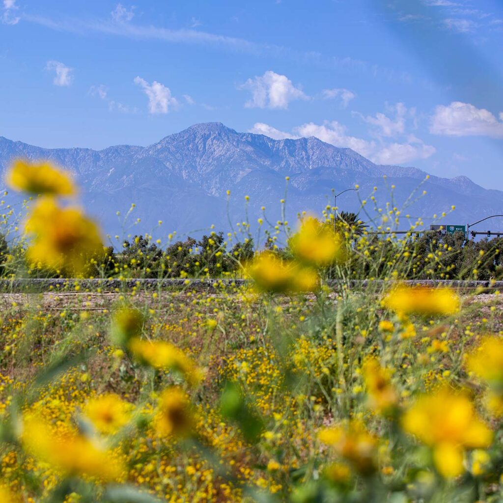 san bernardino mountains