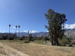 Open desert landscape with palm trees