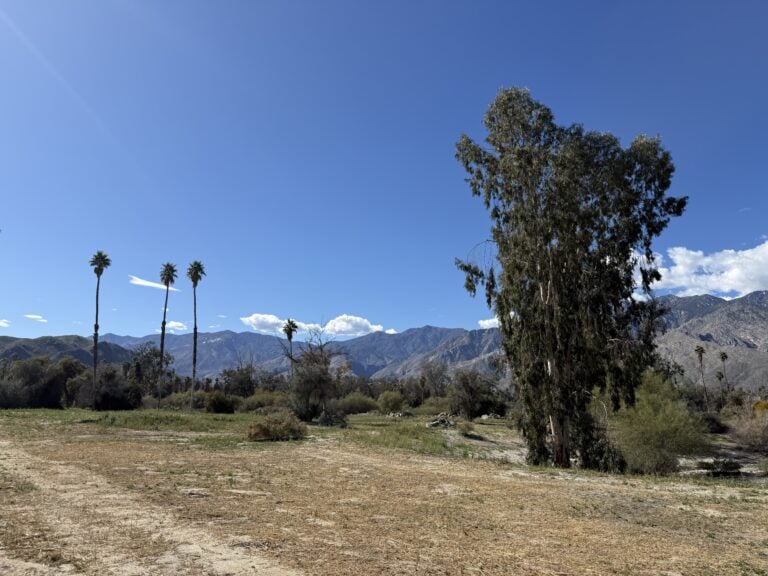 Open desert landscape with palm trees