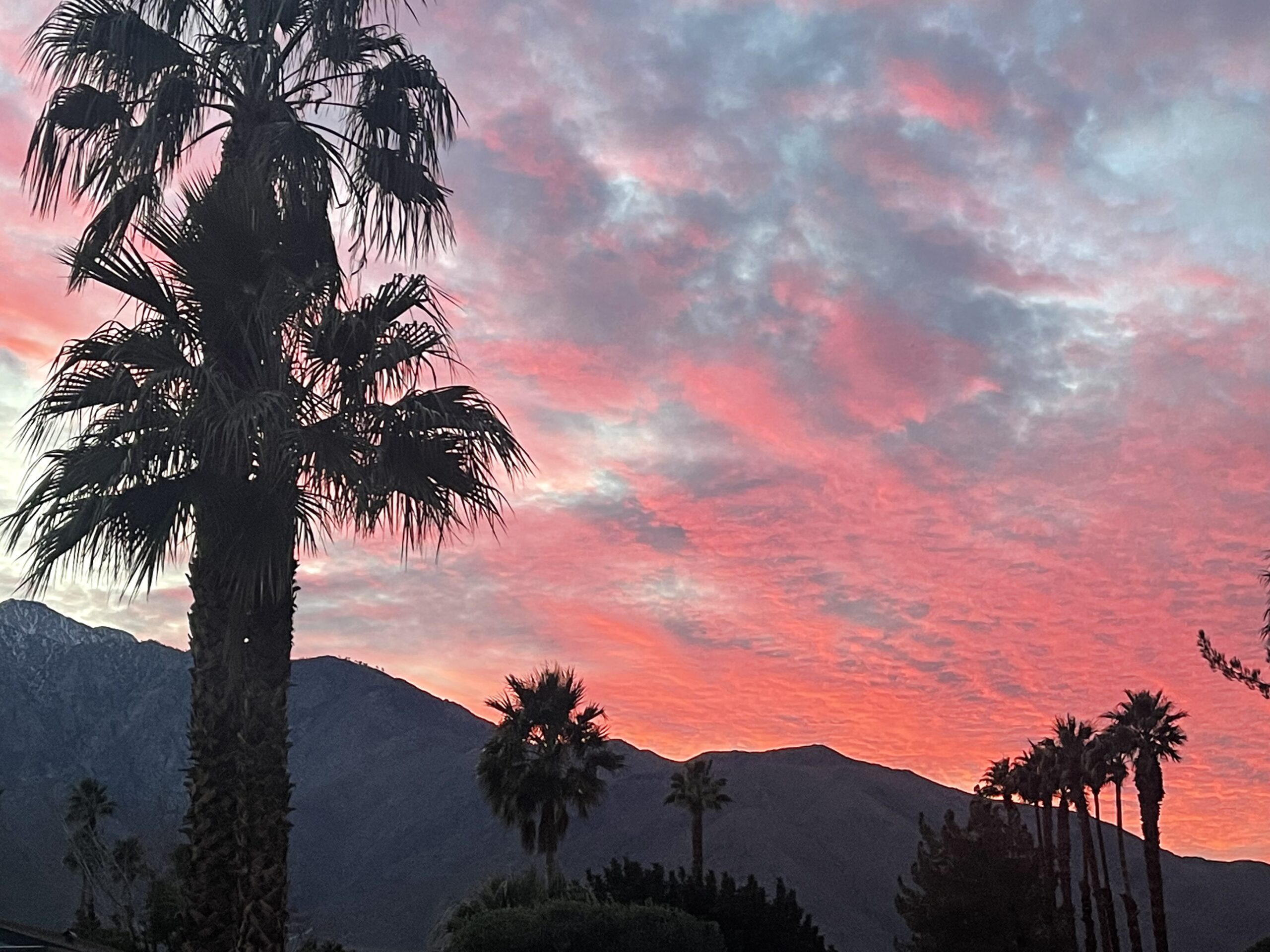 Vibrant sunset sky behind silhouetted palms