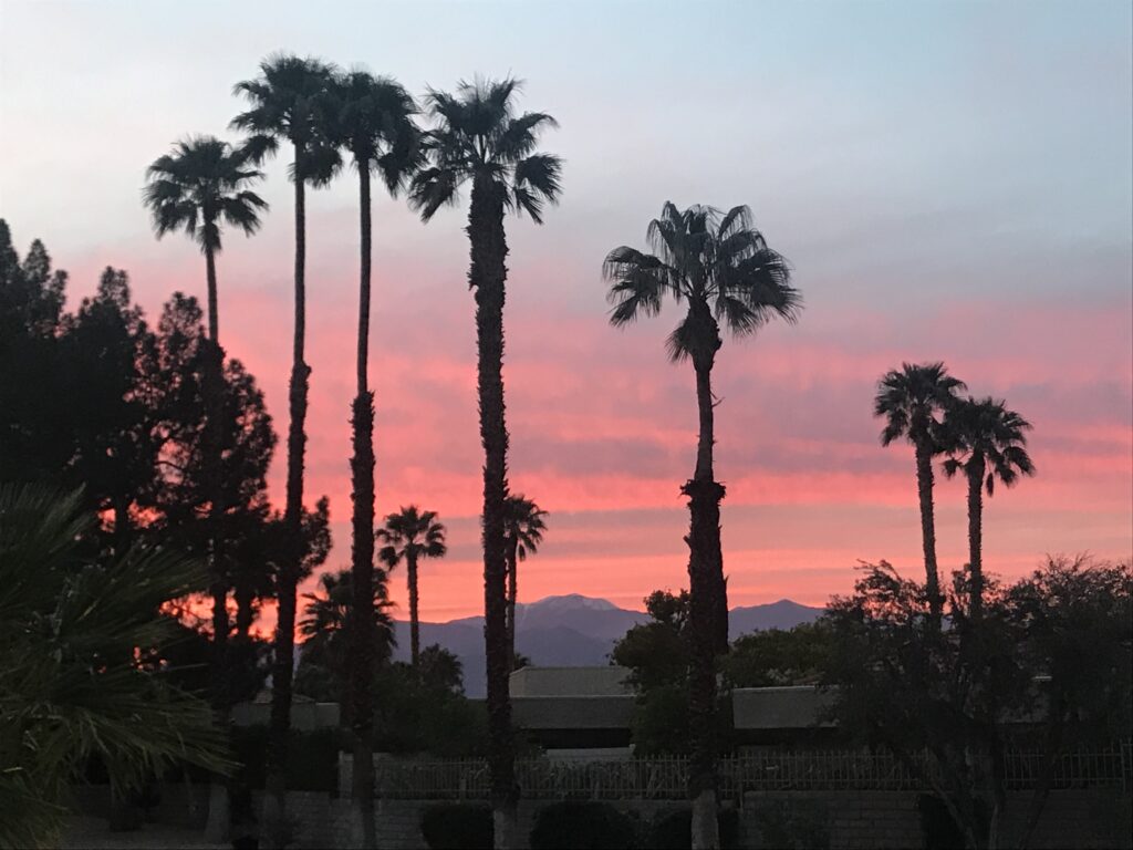 Silhouetted palm trees at sunset