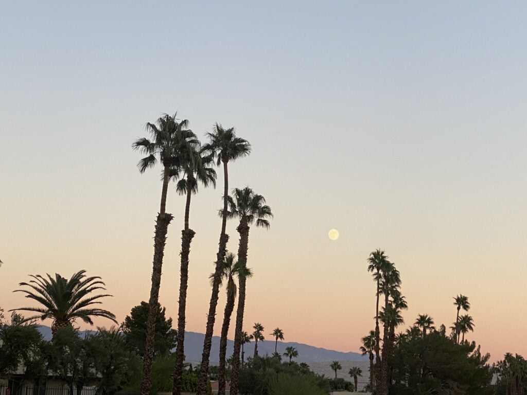 Palm trees silhouetted at sunset sky