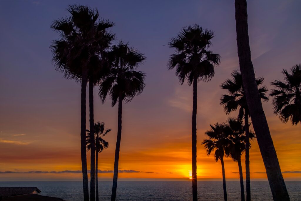 Palm trees silhouetted against a warm ocean sunset