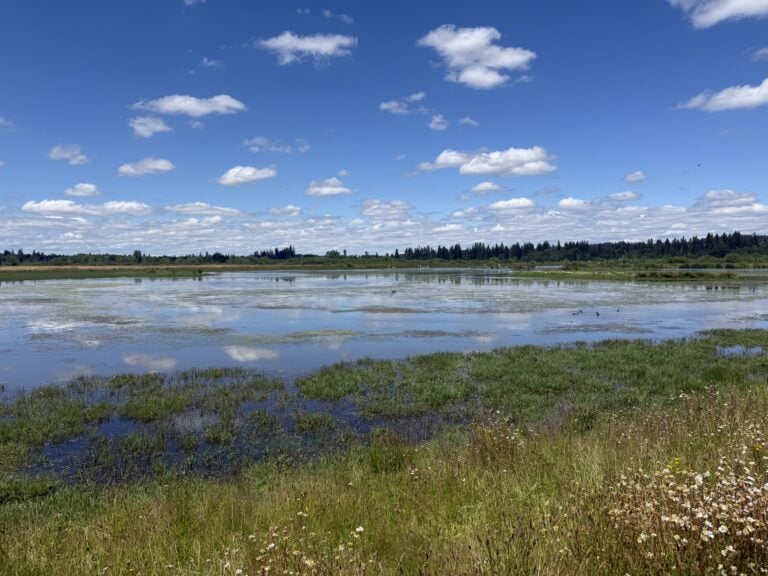 Calm wetlands under a bright blue sky