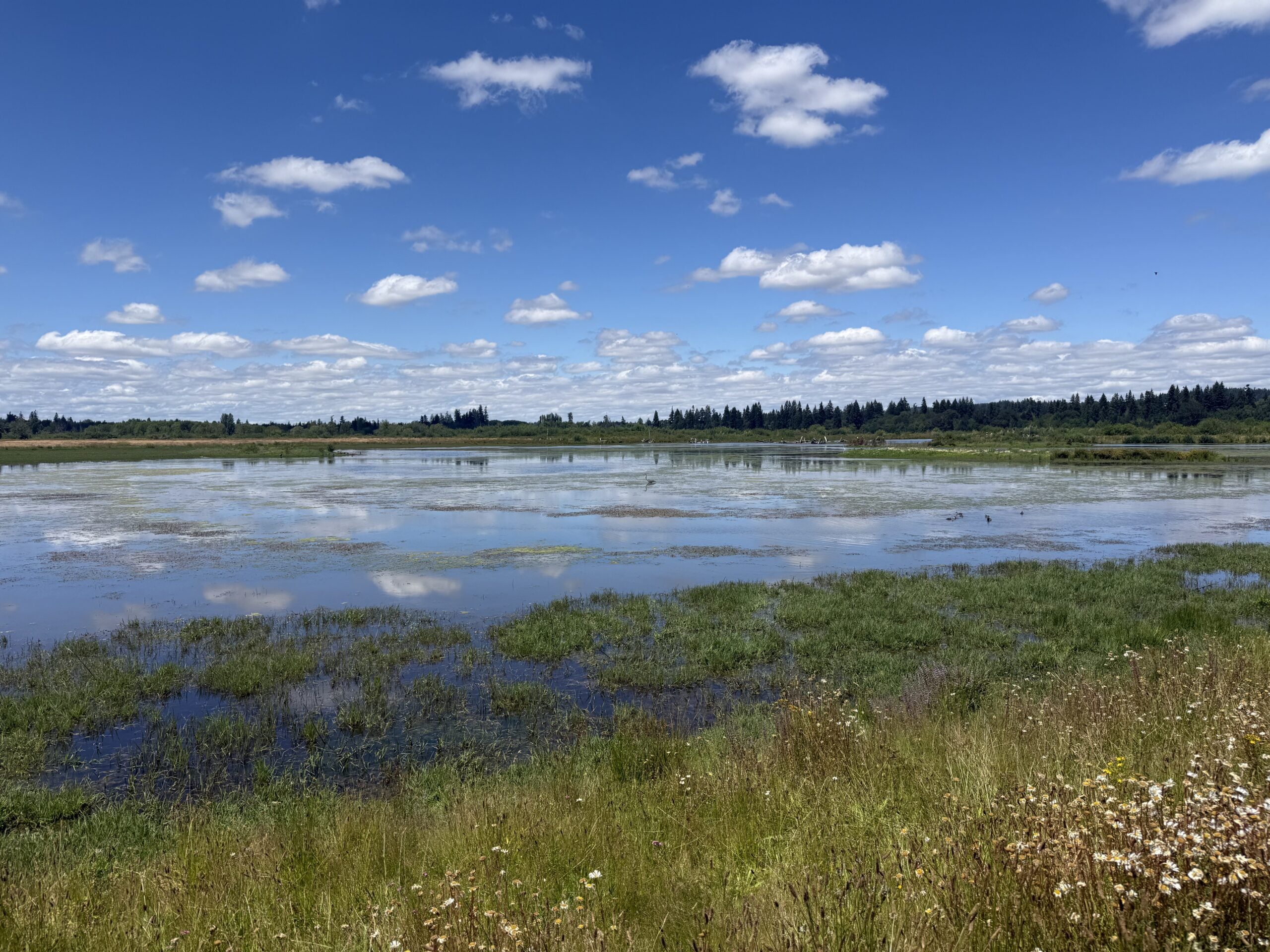 Calm wetlands under a bright blue sky