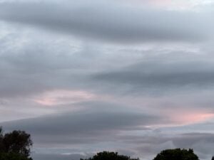 A cloudy evening sky with soft pink light above a dark tree line.