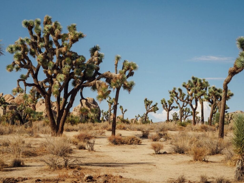 Joshua trees in a dry desert landscape.