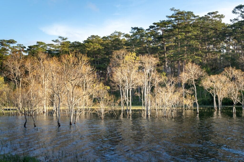 A calm lake surrounded by trees, with bare branches rising from the water under a clear blue sky.