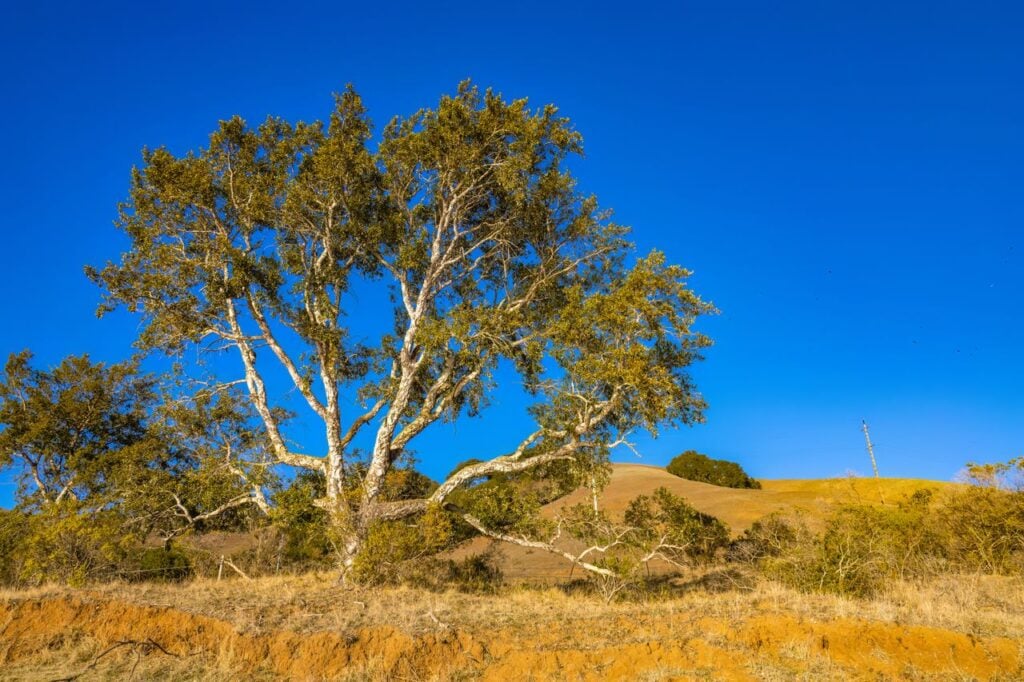 A large tree standing in a dry landscape beneath a vivid blue sky.