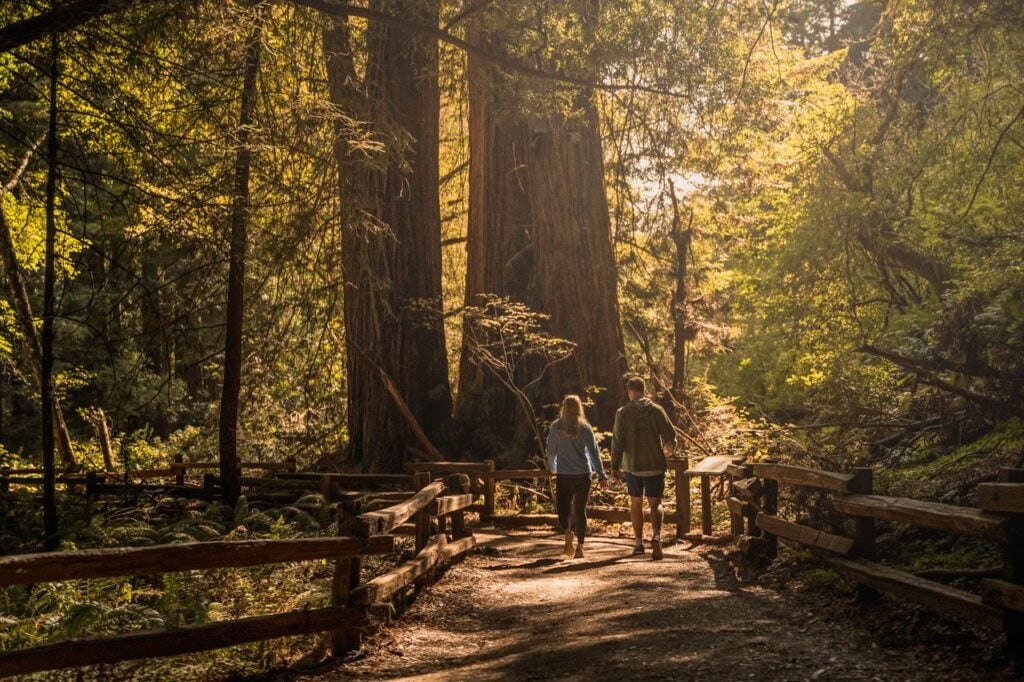Two people walk along a sunlit forest trail surrounded by towering trees.