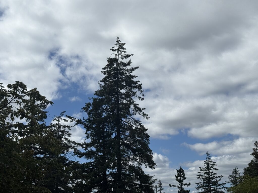 Tall evergreen trees stand beneath a cloudy sky with patches of blue showing through.