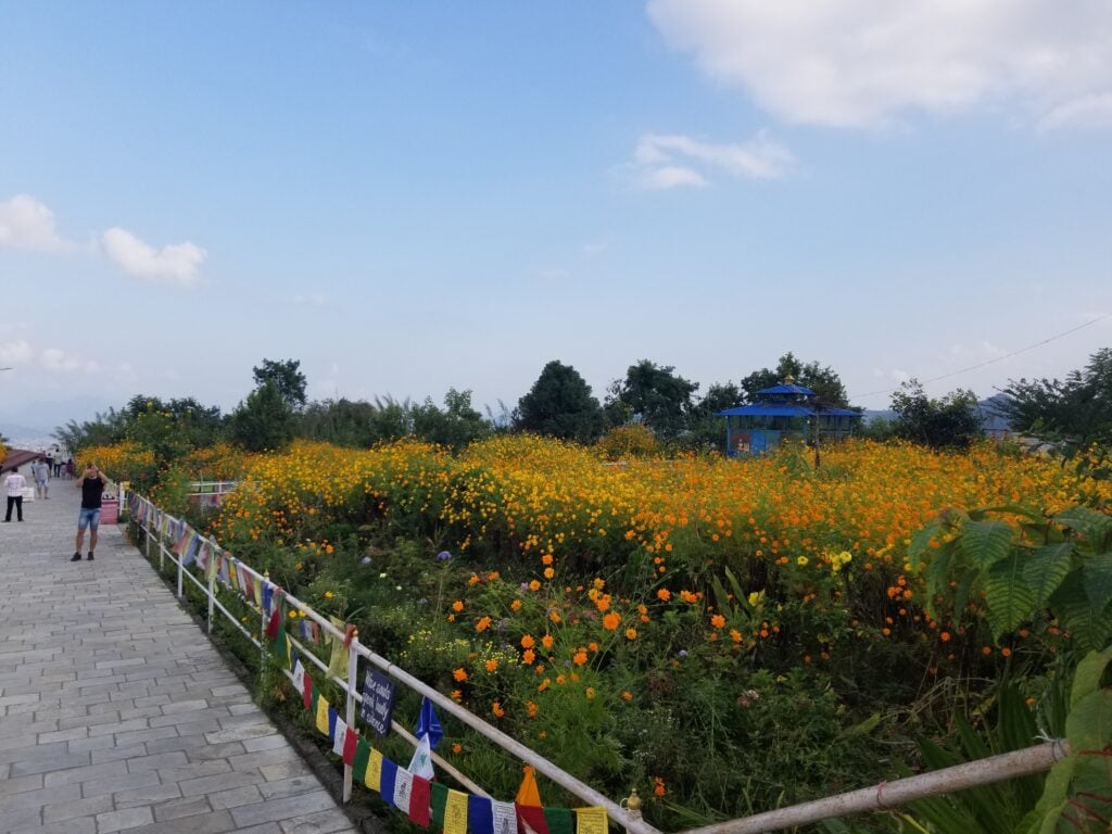 A bright field of orange flowers stretches beside a walkway under a clear blue sky.