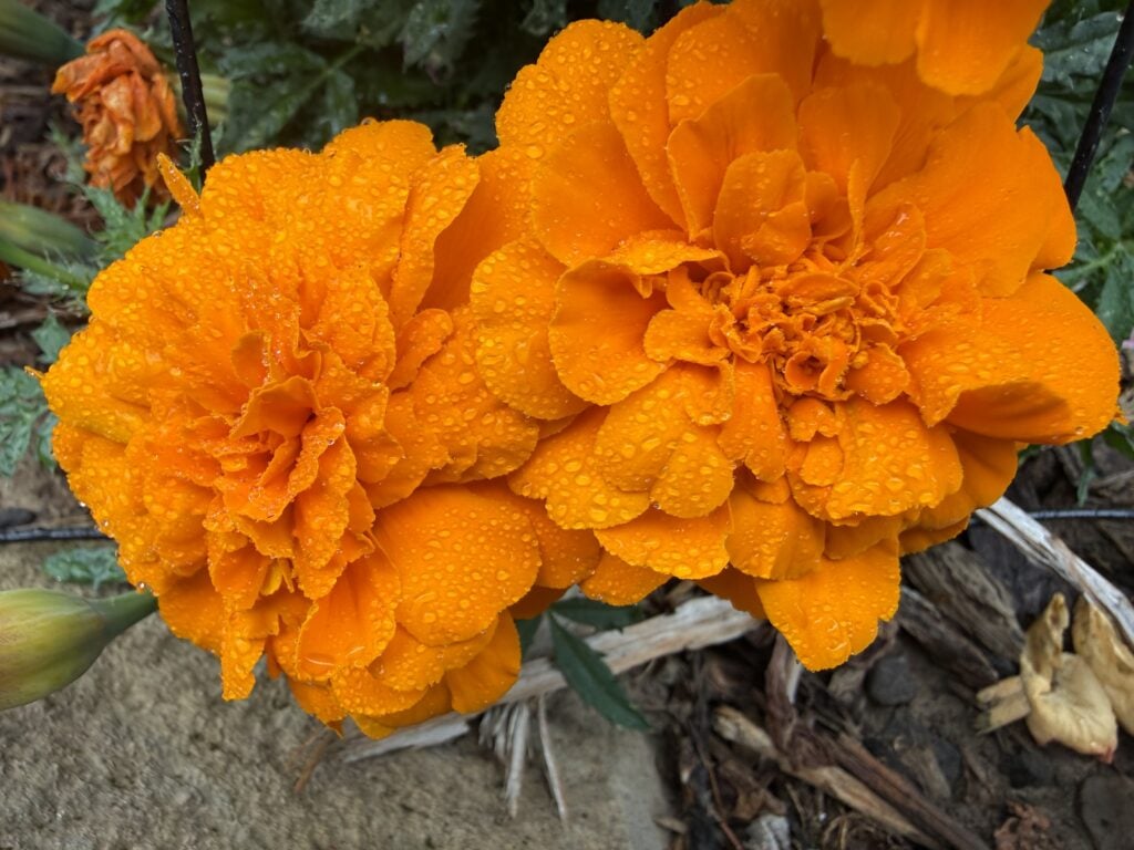 Bright orange marigold flowers covered with fresh water droplets.