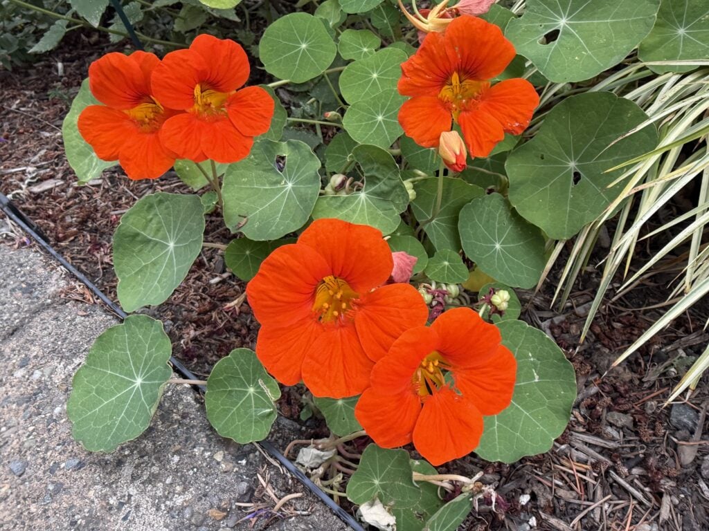 Bright red nasturtium flowers surrounded by round green leaves.