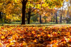 A park covered with golden autumn leaves beneath sunlit trees.