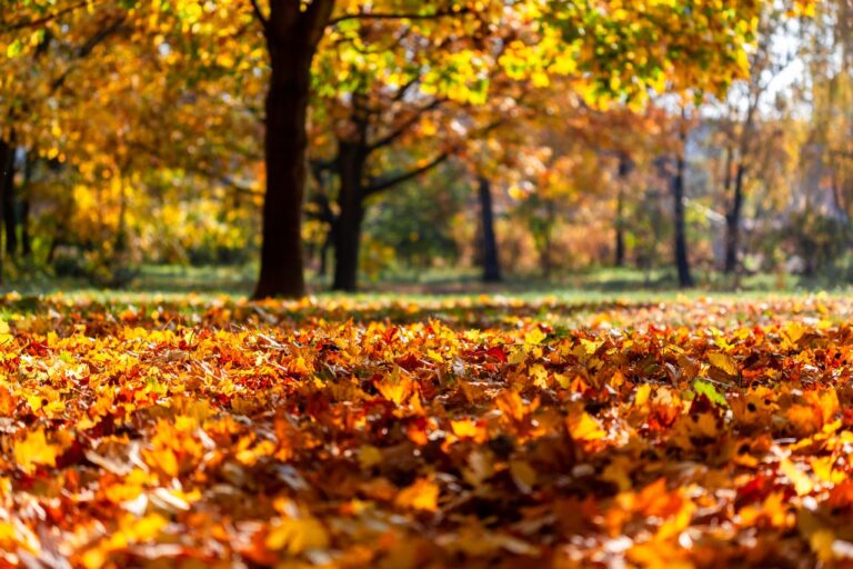 A park covered with golden autumn leaves beneath sunlit trees.