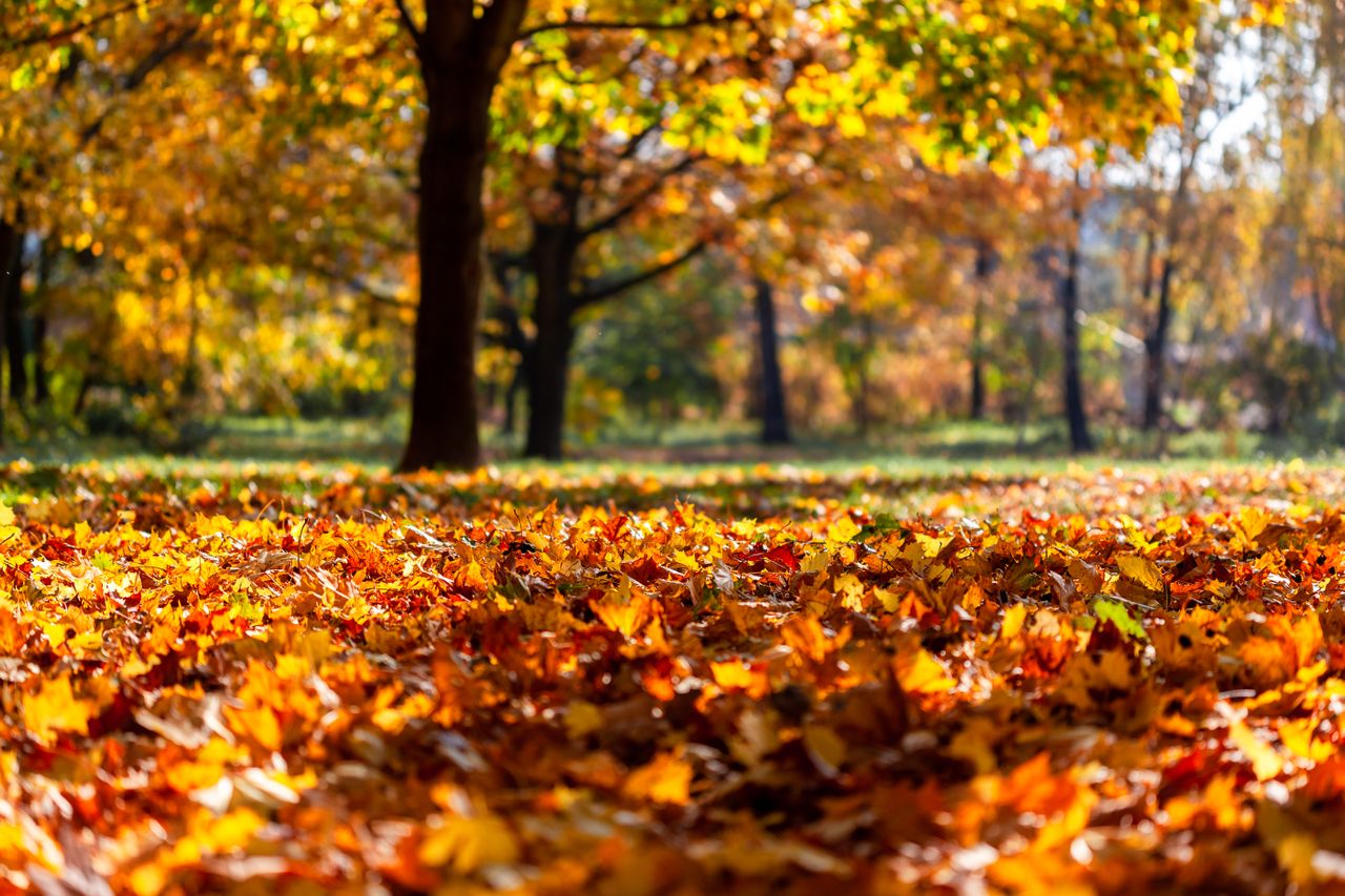 A park covered with golden autumn leaves beneath sunlit trees.