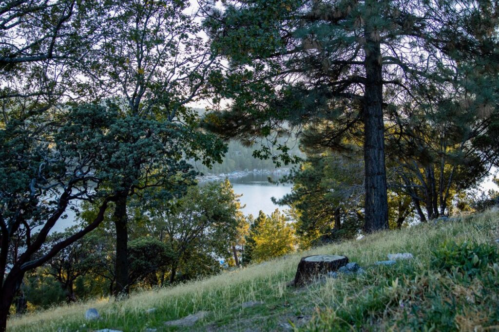 A quiet wooded hillside with tall trees, soft grass, and a calm lake visible through the branches.