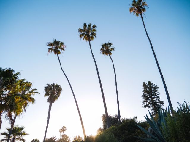 Tall palm trees rising into a clear blue sky with warm sunlight near the horizon.