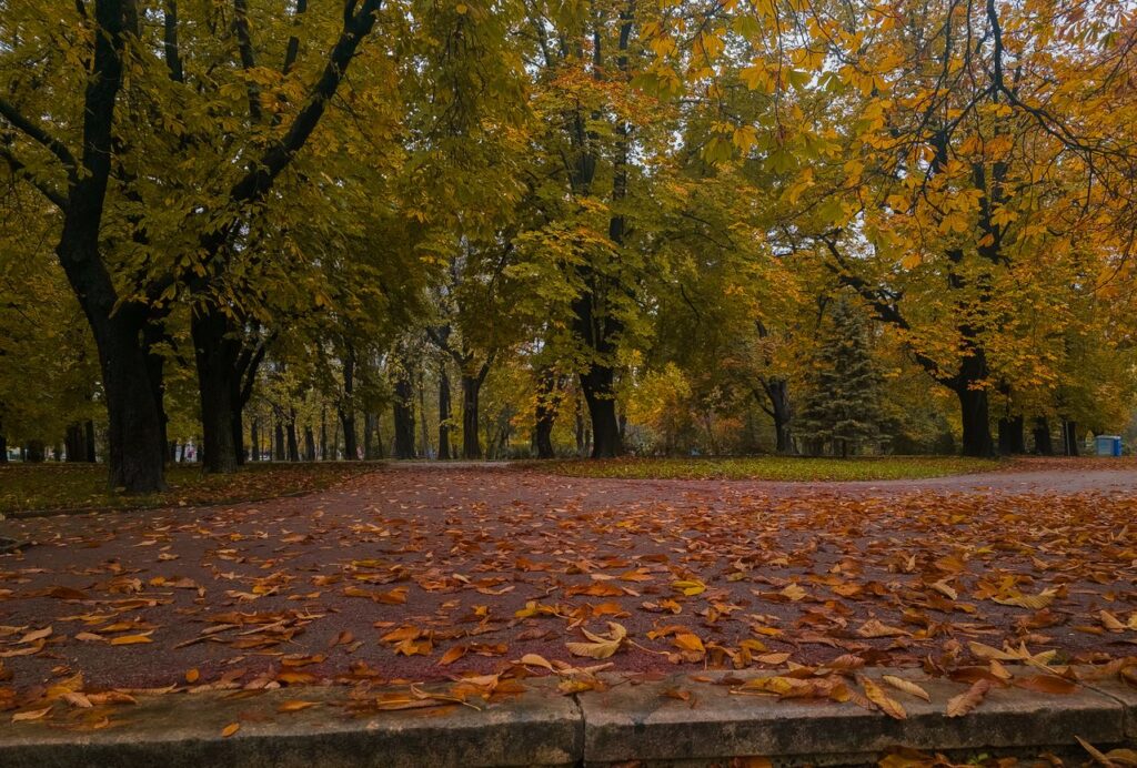 A tree-lined park path covered with fallen autumn leaves.