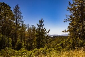 A sunlit forest with tall pine trees, green vegetation, and a clear blue sky.