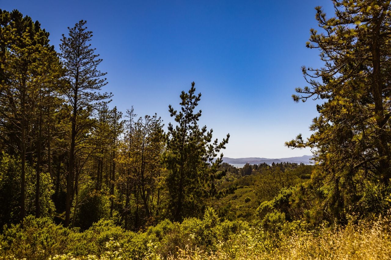 A sunlit forest with tall pine trees, green vegetation, and a clear blue sky.