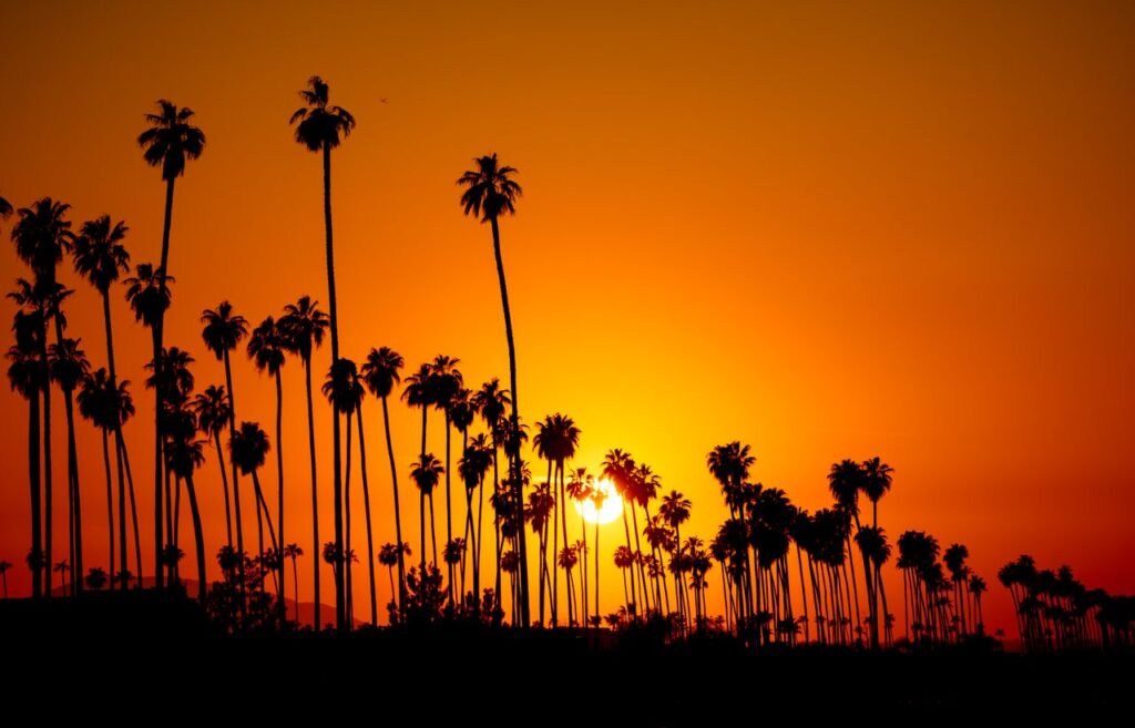 Silhouetted palm trees against a vivid orange sunset sky.