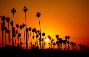 Silhouetted palm trees against a vivid orange sunset sky.