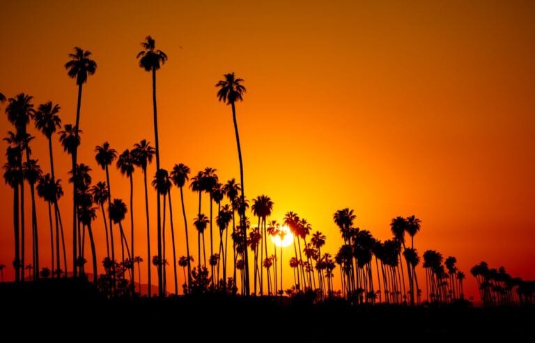 Silhouetted palm trees against a vivid orange sunset sky.