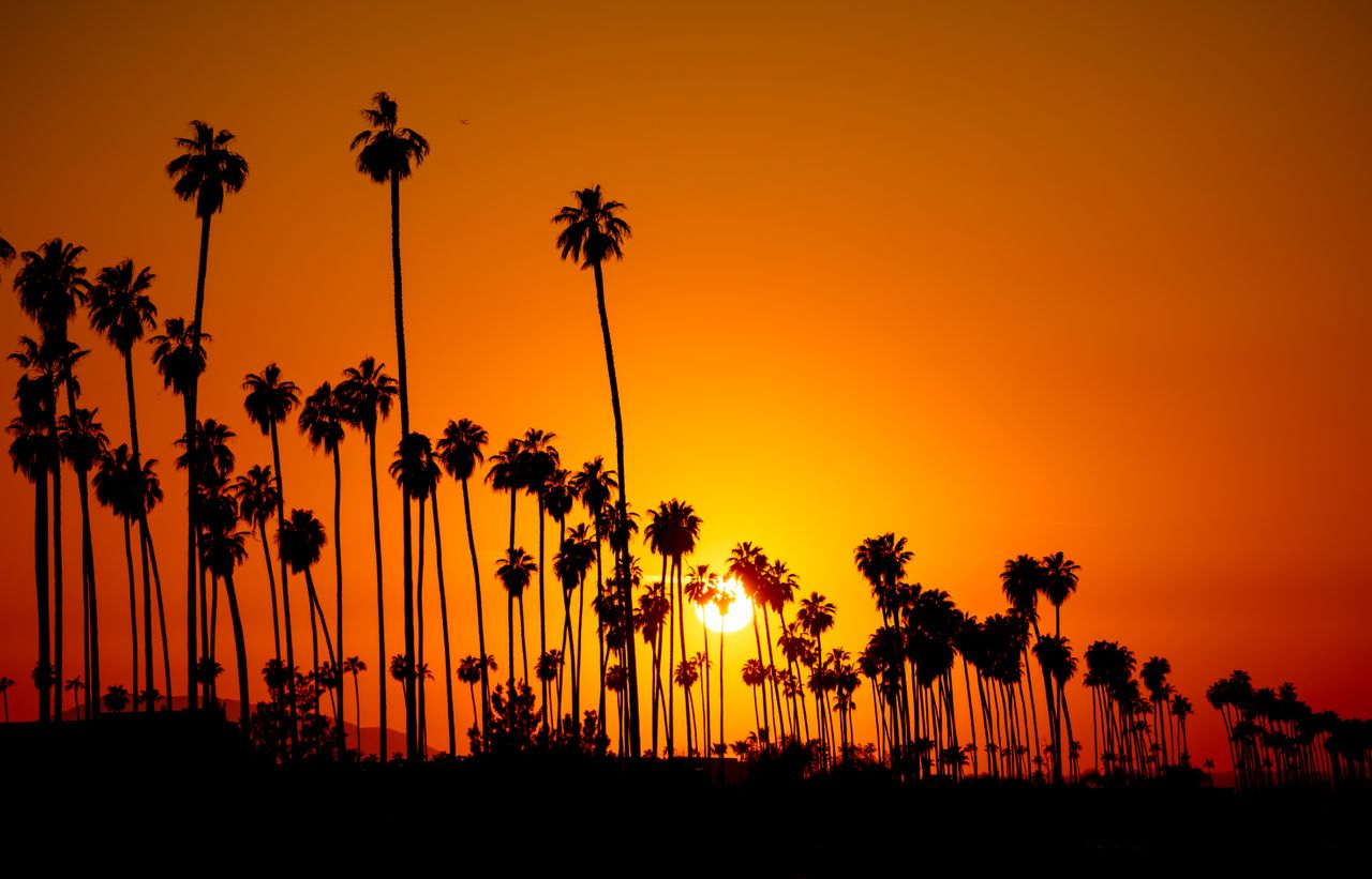 Silhouetted palm trees against a vivid orange sunset sky.