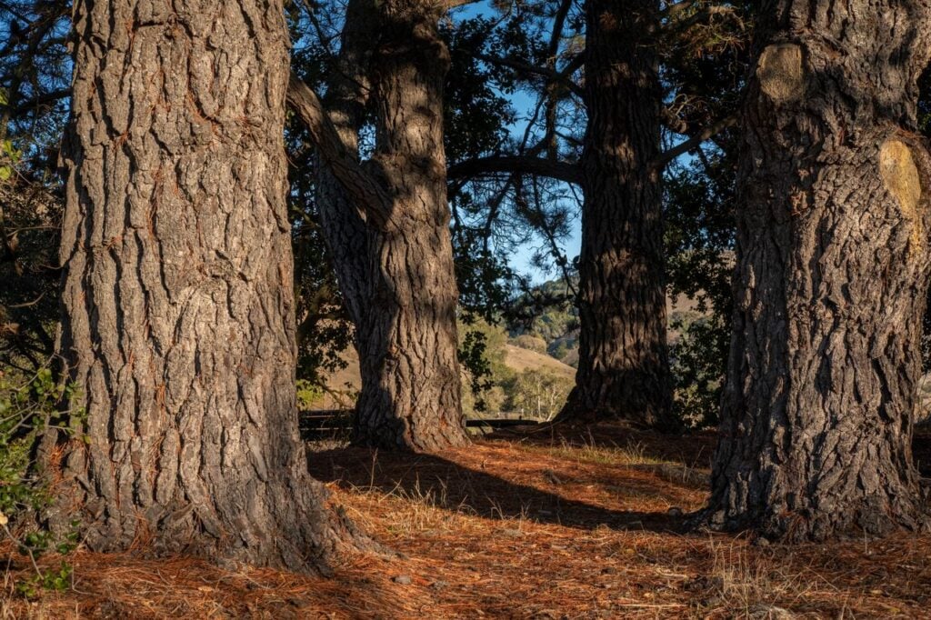 Tall pine trees stand in a quiet woodland, with sunlight filtering through the branches onto the forest floor.