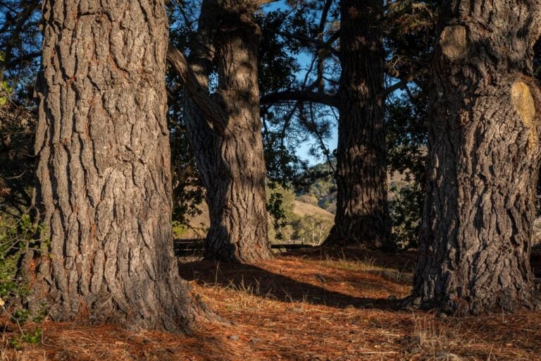 Tall pine trees stand in a quiet woodland, with sunlight filtering through the branches onto the forest floor.