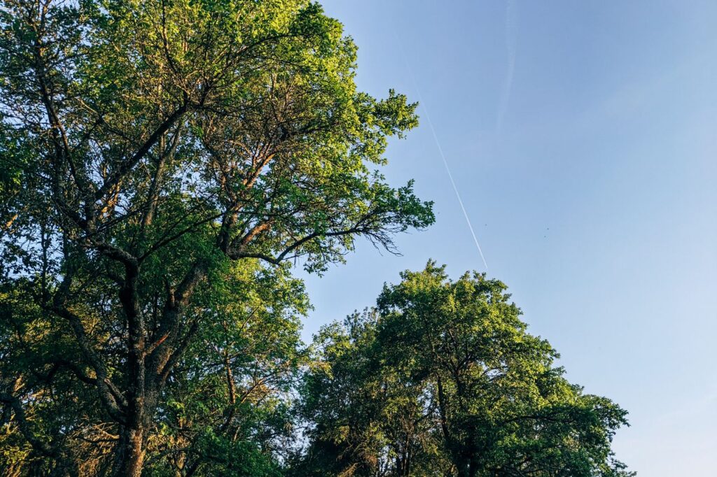 Tall trees with lush green foliage reach toward a clear blue sky, illuminated by gentle sunlight.