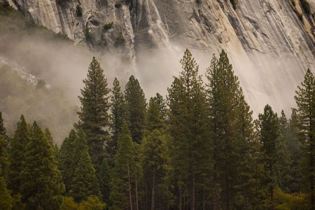 Tall evergreen trees standing beneath a dramatic rocky mountain cliff.